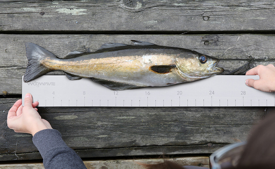 Ruler de poisson en mousse EVA pour mesurer la longueur du poisson sur les accessoires de bateau Outil de pêche marine